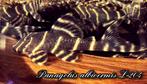 L204 Panaqolus albivermis semi volwassen, Vis