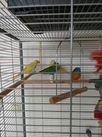 Tekoop, Dieren en Toebehoren, Vogels | Parkieten en Papegaaien, Mannelijk, Parkiet