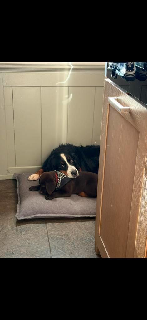 Opvang/ oppas aan huis aangeboden., Diensten en Vakmensen, Dieren | Honden | Verzorging, Oppas en Les