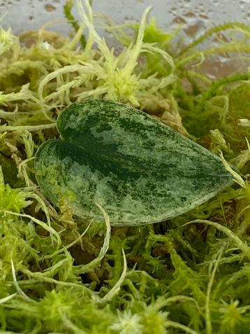 Scindapsus Mayari Variegata #2 beschikbaar voor biedingen