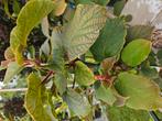 Kiwi Jenny  / actinidia deliciosa jenny / eetbare vruchten, Overige soorten, Lente, 250 tot 400 cm, Ophalen