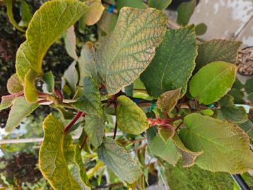 Kiwi Jenny  / actinidia deliciosa jenny / eetbare vruchten  beschikbaar voor biedingen