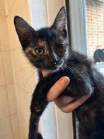 Mooie, mensgerichte kittens mogen direct mee., Meerdere dieren