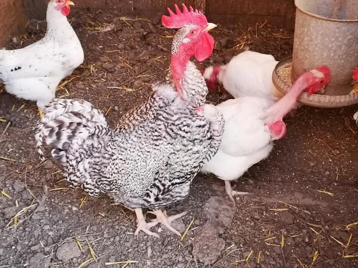 Naakthals gezocht, Dieren en Toebehoren, Pluimvee, Kip, Meerdere dieren