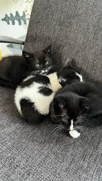 Kittens, Dieren en Toebehoren, Katten en Kittens | Overige Katten, 0 tot 2 jaar