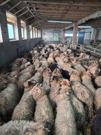 Rammen, Dieren en Toebehoren, Mannelijk, Schaap