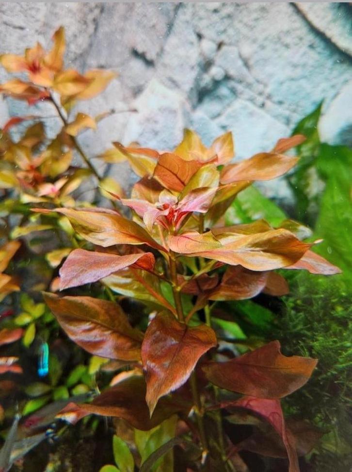 Ludwiga Repens Diamond Red - ook verzenden, Dieren en Toebehoren, Vissen | Aquaria en Toebehoren, Nieuw, Plant(en), Steen of Hout