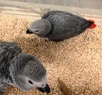 Süper tamme Baby Grijze Roodstaart, Dieren en Toebehoren, Vogels | Overige Vogels, Meerdere dieren, Roofvogel, Geringd