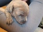 Stafford X puppies, Dieren en Toebehoren, Honden | Jack Russells en Terriërs, 8 tot 15 weken, American Staffordshire Terriër, Meerdere