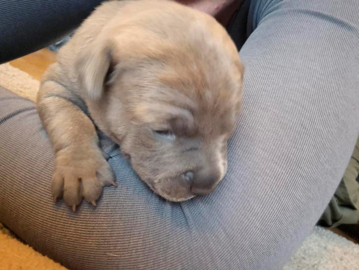 Stafford X puppies, Dieren en Toebehoren, Honden | Jack Russells en Terriërs, Meerdere dieren, American Staffordshire Terriër