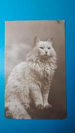 Witte poes kat met prachtige groene ogen! 1921, Ophalen of Verzenden, 1920 tot 1940, Gelopen, Hond of Kat