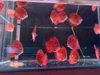 Discusvissen Jaguar pigeon discus, Vis