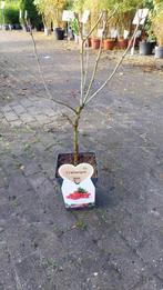 Rode meidoorn- crataegus paul scarlet, Ophalen, Overige soorten, Minder dan 100 cm