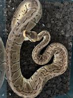 1.0 Lemonblast dh clown Het piebald 2023, Dieren en Toebehoren, Reptielen en Amfibieën, Slang, 0 tot 2 jaar