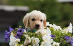 Prachtige Golden retriever x Flatcoated retriever pups, Dieren en Toebehoren, Golden retriever, 8 tot 15 weken, Meerdere, Meerdere dieren