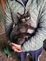 2 leuke kittens, Ophalen, Zo goed als nieuw, Overig speelgoed