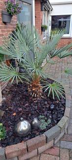 Palm, Ophalen, Overige soorten, Volle zon