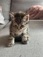 Kittens, Kater, Ontwormd, 0 tot 2 jaar