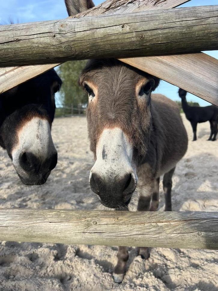 Prachtige Ezel merries, lief en knuffelig, Dieren en Toebehoren, Overige Dieren, Vrouwelijk, Juni