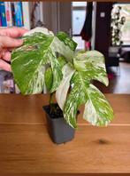 Monstera variegata, Huis en Inrichting, Kamerplanten, Ophalen, Halfschaduw, Minder dan 100 cm