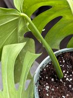 Monstera Variegata 3x stek, Ophalen, Overige soorten, Minder dan 100 cm