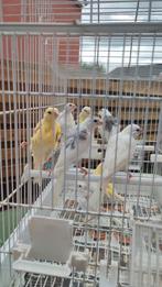 kanaries, Dieren en Toebehoren, Vogels | Kanaries, Geslacht onbekend, Kleurkanarie