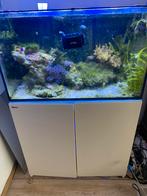 Red Sea reefer 250 liter compleet met apparatuur en inhoud, Dieren en Toebehoren, Vissen | Aquaria en Toebehoren, Gevuld zeewateraquarium