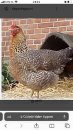 Te koop bielefelers kippen, Dieren en Toebehoren, Pluimvee, Meerdere dieren, Kip