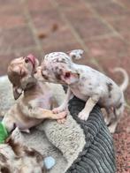 Super gave, leuke chihuahua pups , puppies, Dieren en Toebehoren, Meerdere, Meerdere dieren, Chihuahua, Nederland