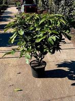 Rhododendron Furnifalls daugter 🌿🌺, Tuin en Terras, Planten | Bomen, Ophalen, Halfschaduw, Overige soorten