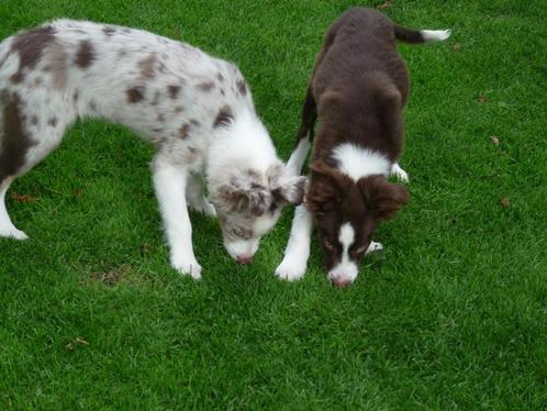 mooie border collie pups 1 teefje en 1  reutje bordercollie, Dieren en Toebehoren, Honden | Herdershonden en Veedrijvers, Meerdere dieren