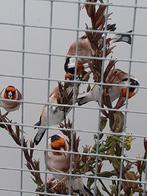Mooie forse koppels wildkleur majoor putters uit 2025, Dieren en Toebehoren, Vogels | Overige Vogels, Meerdere dieren, Wildzangvogel