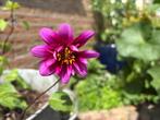 Dahlia knol, Tuin en Terras, Ophalen of Verzenden, Volle zon, Knol