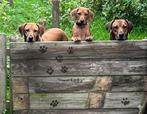 Rhodesian Ridgeback Pups verwacht, Dieren en Toebehoren, Honden | Beagles, Bassets en Lopende honden, Rabiës (hondsdolheid), Overige rassen