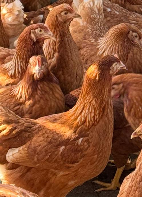 gegarandeerd vlot u eigen 1e eitje Legkippen Leghennen 21 wk, Dieren en Toebehoren, Pluimvee, Kip, Vrouwelijk