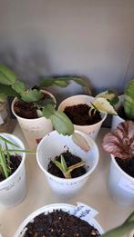 Lidcactus, Huis en Inrichting, Ophalen, Overige soorten, Minder dan 100 cm