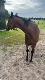 Verzorgpaard aangeboden, Dieren en Toebehoren, Stalling en Weidegang, 1 paard of pony