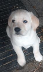 Vermist‍, Dieren en Toebehoren, Vermiste en Gevonden Dieren, Hond