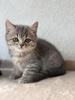 Britsekorthaar kittens te koop, Meerdere dieren, Kortharig, 0 tot 2 jaar