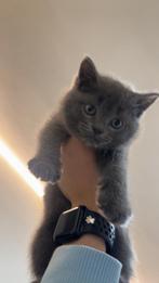 Britse korthaar kitten (laatste mannetje)‼️, Kater