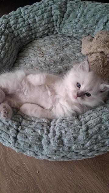 Ragdoll kittens uitgetest ouders beschikbaar voor biedingen