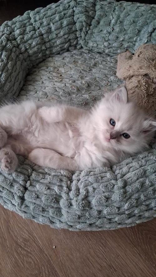 Ragdoll kittens uitgetest ouders, Dieren en Toebehoren, Katten en Kittens | Raskatten | Korthaar, Kater, Ontwormd