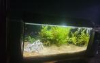 Juwel aquarium, Dieren en Toebehoren, Ophalen, Zo goed als nieuw, Leeg aquarium
