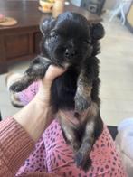 Pomchi x Chihuahua pup te koop (reu) langharig, Reu, CDV (hondenziekte), 8 tot 15 weken, Eén hond