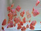Discusvissen, Dieren en Toebehoren, Vissen | Aquariumvissen, Vis, Zoetwatervis, Schoolvis