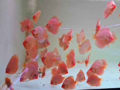 Discusvissen, Dieren en Toebehoren, Vissen | Aquariumvissen, Zoetwatervis, Vis, Schoolvis