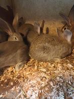 Jonge Vlaamse reuzen, Dieren en Toebehoren, Meerdere dieren, Groot