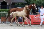 Palomino hengstveulen, Dieren en Toebehoren, Paarden, Hengst, Niet van toepassing, Minder dan 160 cm, 0 tot 2 jaar