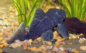 L-Nummers: L239 Baryancistrus beggini, Dieren en Toebehoren, Vissen | Aquariumvissen, Zoetwatervis, Vis