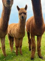 Alpaca hengst, Dieren en Toebehoren, Overige Dieren, Juni, Mannelijk
